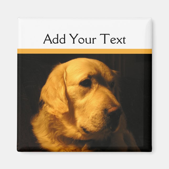 Magnet de portraits Golden Retriever (Devant)