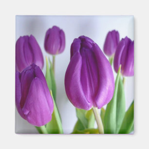 Magnet de printemps de Tulipe pourpre