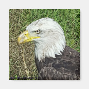 Magnet de profil d'aigle à tête blanche