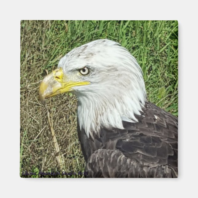 Magnet de profil d'aigle à tête blanche (Devant)
