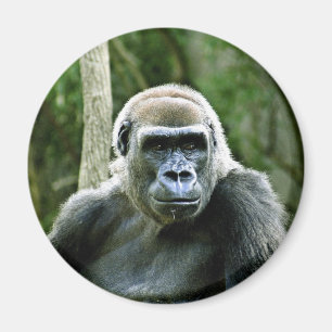 Magnet de profil Gorilla