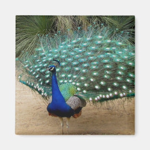 Magnet de réfrigérateur Peacock