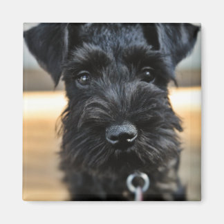 Magnet de Schnauzer miniature