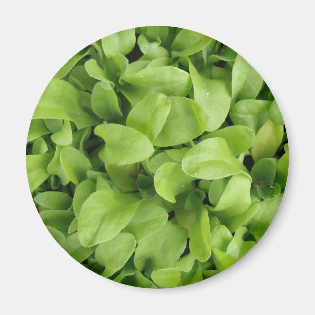 Magnet de semis de Marigold (Devant)