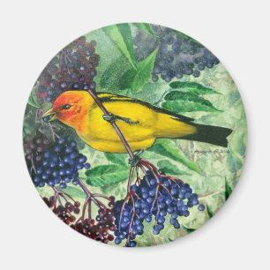 Magnet de Tanager de l'Ouest