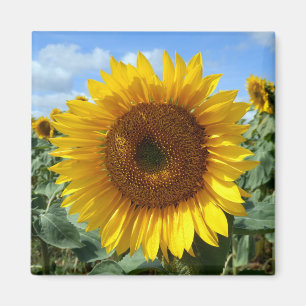 Magnet de tournesol