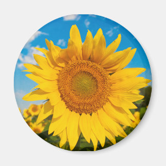 Magnet de tournesol