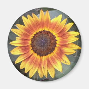 Magnet de tournesol