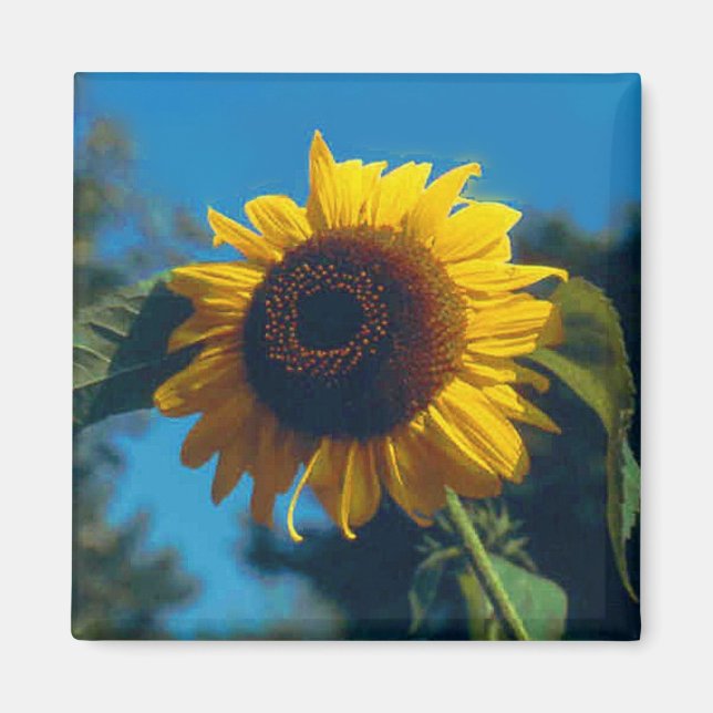 Magnet de tournesol (Devant)
