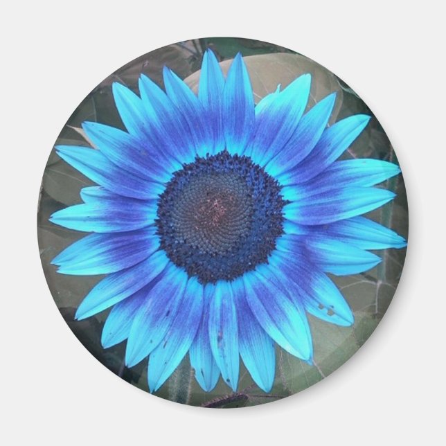 Magnet de tournesol bleu (Devant)