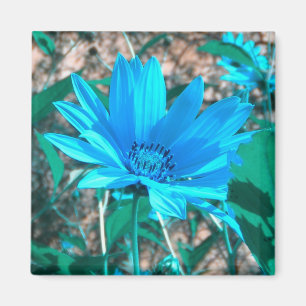 Magnet de tournesol bleu sauvage
