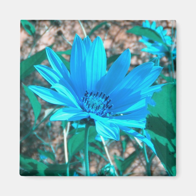 Magnet de tournesol bleu sauvage (Devant)