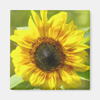 Magnet de tournesol jaune