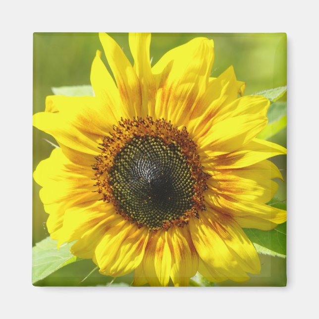 Magnet de tournesol jaune (Devant)