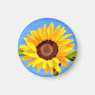 Magnet de tournesol jaune
