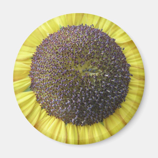 Magnet de tournesol jaune (Devant)