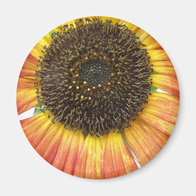 Magnet de tournesol orange (Devant)