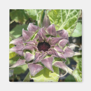 Magnet de tournesol violet unique