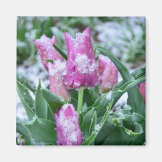 Magnet de Tulipe de printemps