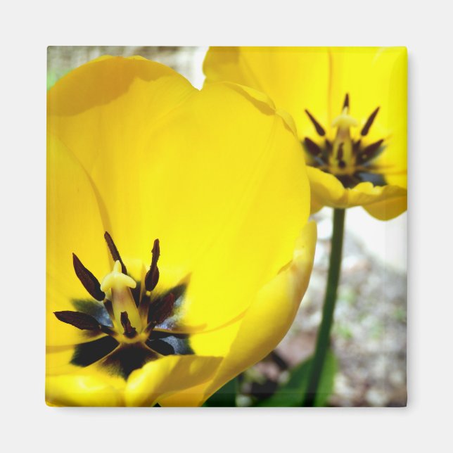 Magnet de tulipe jaune (Devant)