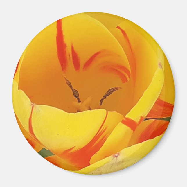 Magnet de tulipe jaune (Devant)