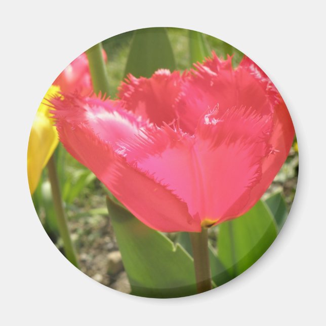Magnet de tulipes frangées (Devant)