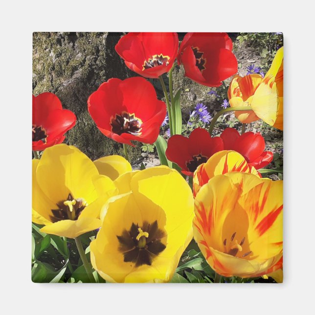 Magnet de tulipes jaunes et rouges (Devant)