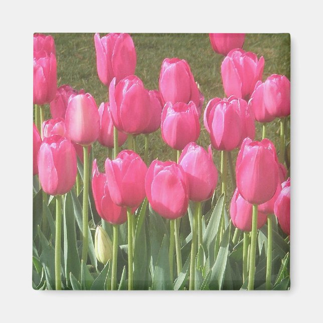 Magnet de tulipes roses (Devant)