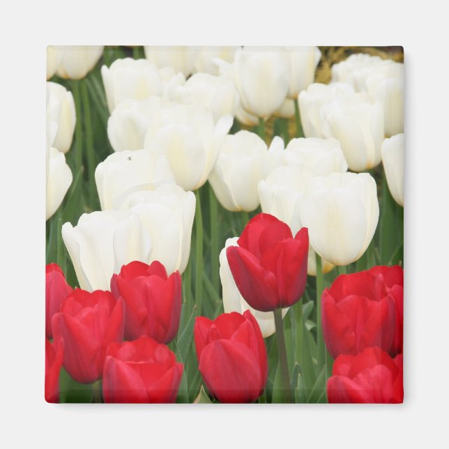 Magnet de tulipes rouges et blanches (Devant)