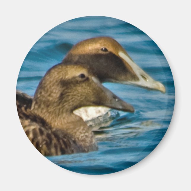 Magnet d'eider commun (Devant)