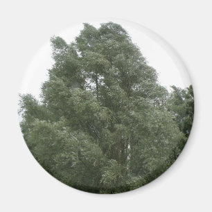 Magnet des arbres