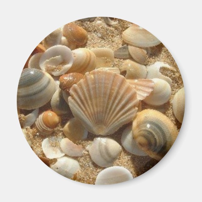 Magnet des coques de plage (Devant)
