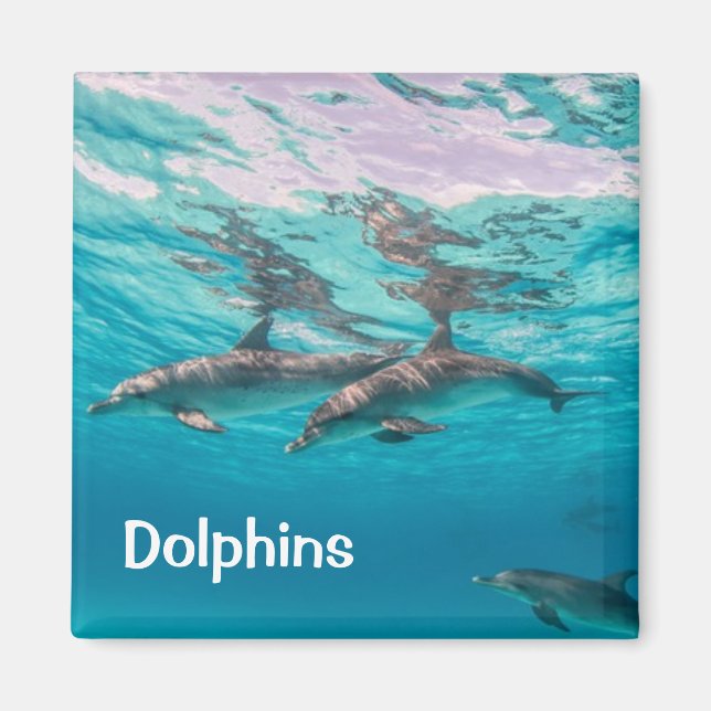 Magnet des dauphins (Devant)