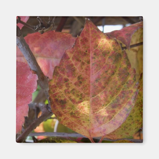 Magnet des feuilles d'automne (Devant)