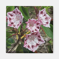 Magnet des fleurs de laurier de montagne