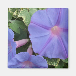Magnet des glories du matin