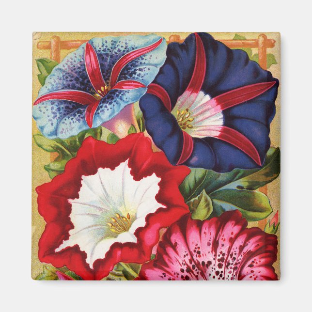 Magnet des glories du matin (Devant)