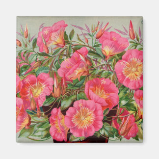 Magnet des paquets de semences Primrose