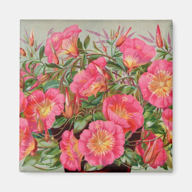 Magnet des paquets de semences Primrose (Devant)
