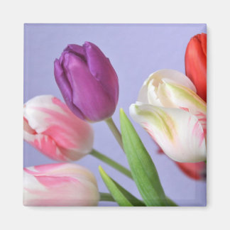 Magnet des Tulipes de printemps