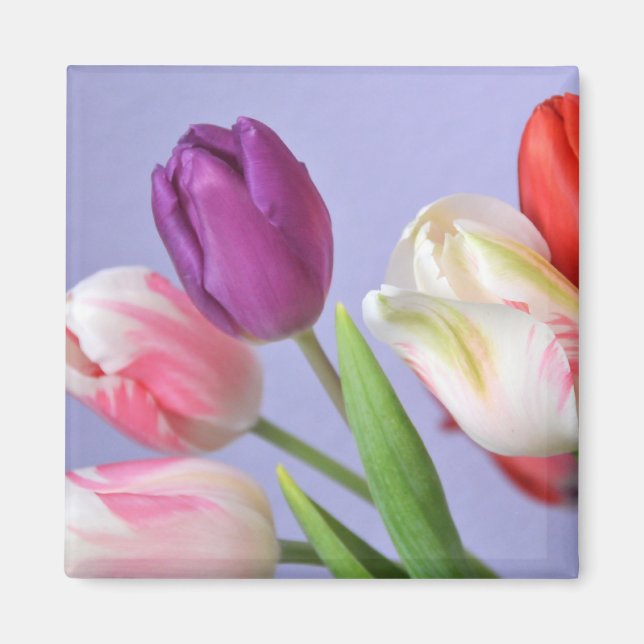 Magnet des Tulipes de printemps (Devant)