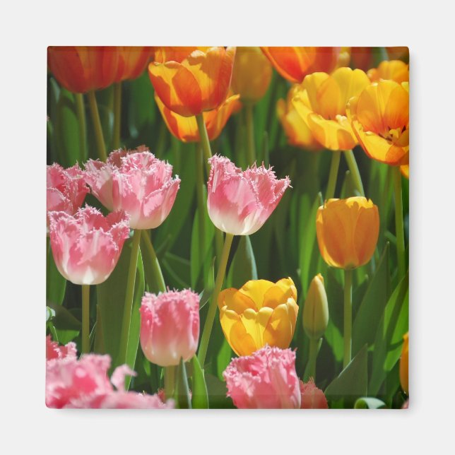 Magnet des Tulipes de printemps (Devant)