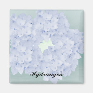 Magnet d'hortensia à peine bleu
