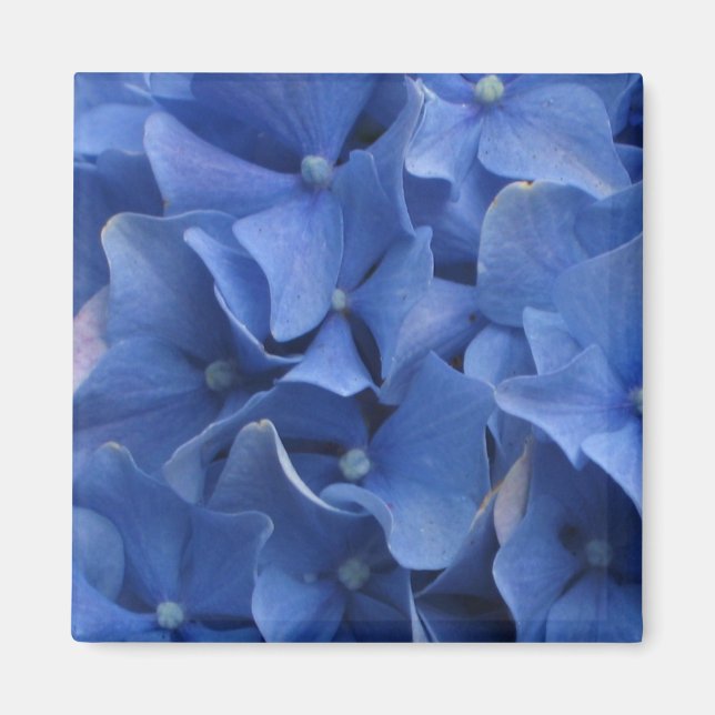 Magnet d'hydrangées bleues (Devant)