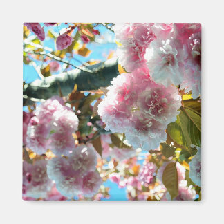 Magnet d'impression de cerisier en fleurs
