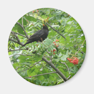 Magnet d'oiseaux noirs et de baies
