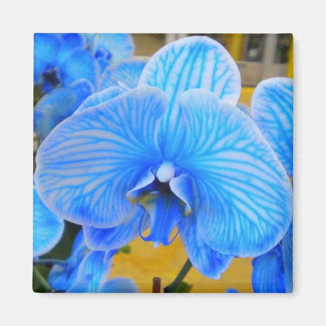 Magnet d'orchidée bleu mystique (Devant)