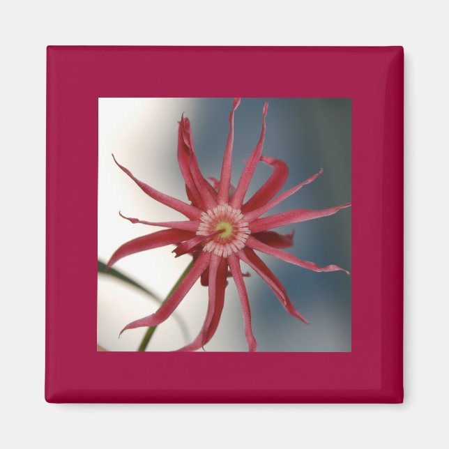 Magnet d'orchidée étoilée (Devant)