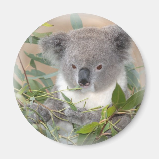 Magnet d'ours Koala (Devant)