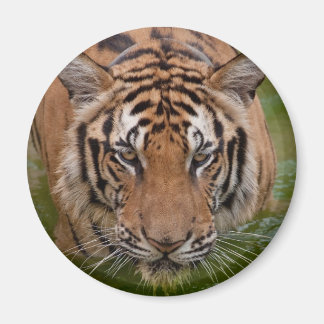 Magnet du réfrigérateur de tigre de Thaïlande